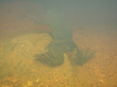 Xenopus