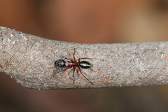 Camponotus innexus