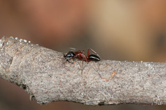 Camponotus innexus