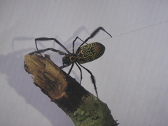 Trichonephila fenestrata