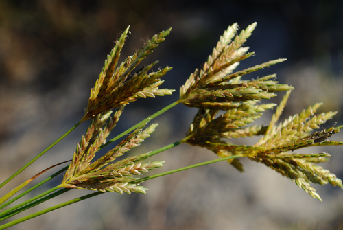 midland sand sedge (Cyperus ×)
