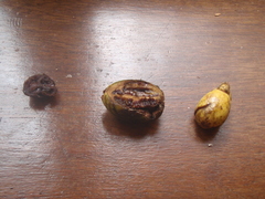 Anthocleista grandiflora