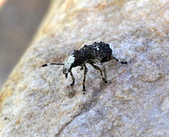 Platystomos albinus