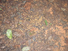 Anthocleista grandiflora