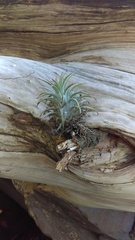 Tillandsia ionantha