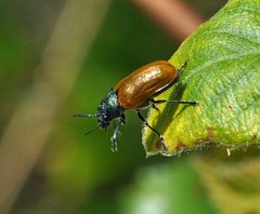 Labidostomis tridentata