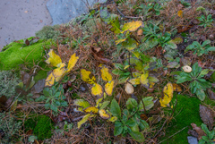 Lonicera dioica
