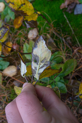 Lonicera dioica