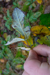 Lonicera dioica