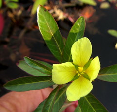 Ludwigia adscendens image