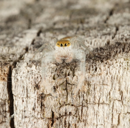 White-jawed Jumping Spider, Lexington, MA 02421, USA, photo 10 of 10