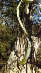 Selenicereus undatus