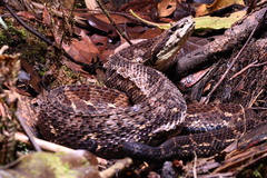 Picado's Pit Viper photo 3