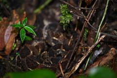 Picado's Pit Viper photo 4