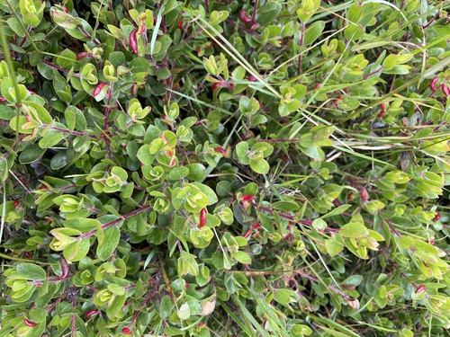 Arctostaphylos uva-ursi