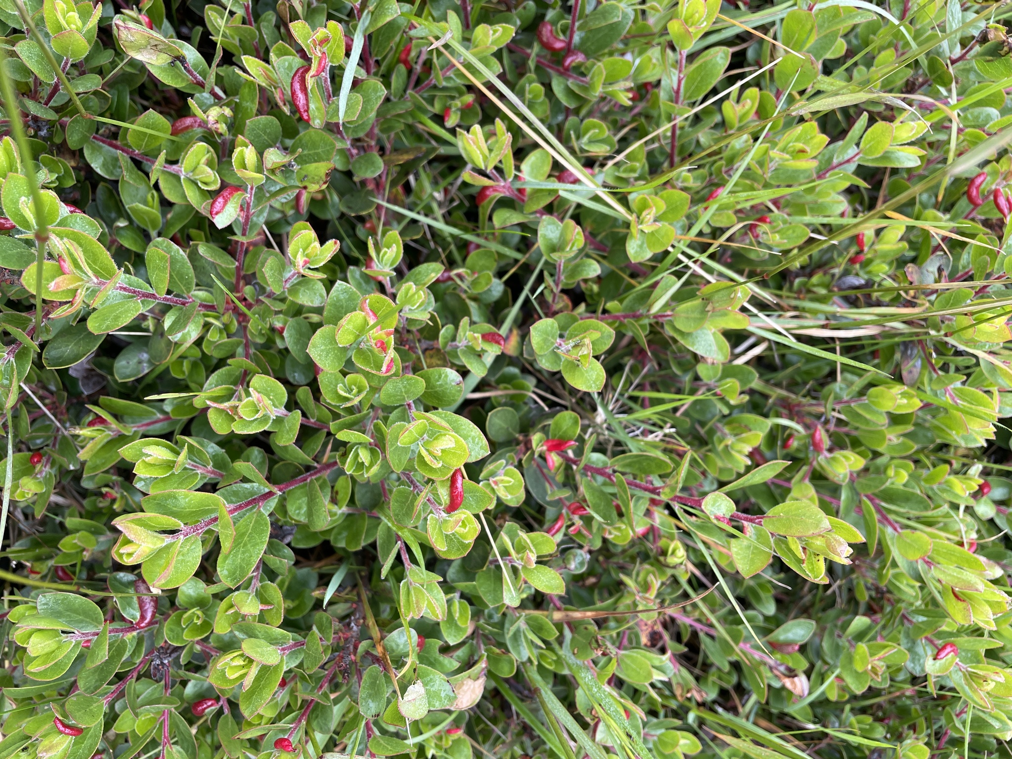 Busserole (Arctostaphylos uva-ursi) — photo 3