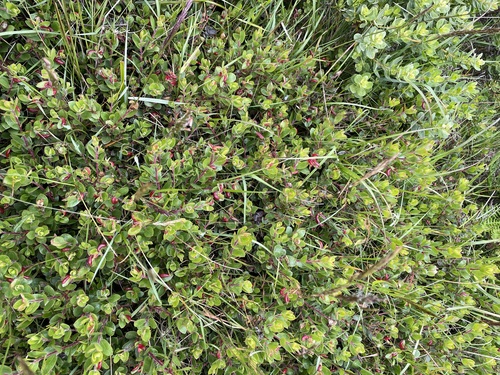 Arctostaphylos uva-ursi