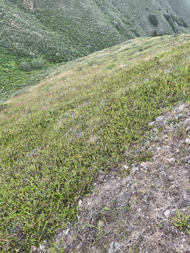 Arctostaphylos uva-ursi