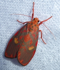 Ammatho cuneonotatus