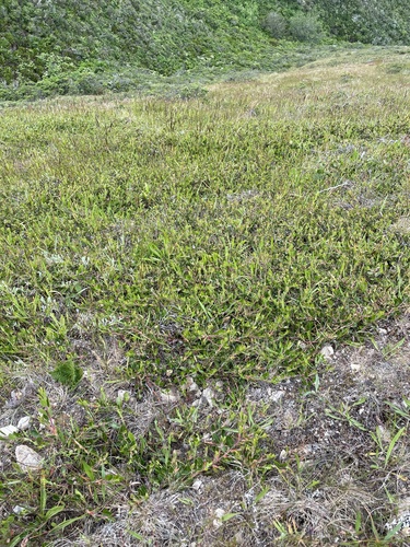 Arctostaphylos uva-ursi