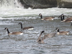 Branta canadensis