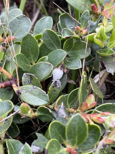 Arctostaphylos uva-ursi