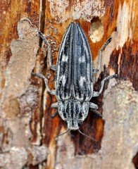 Chalcophora mariana