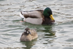 Anas platyrhynchos