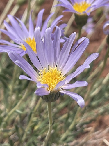 Moab Woodyaster (Xylorhiza linearifolia)