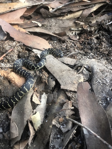 Broad-headed Snake, Hoplocephalus bungaroides