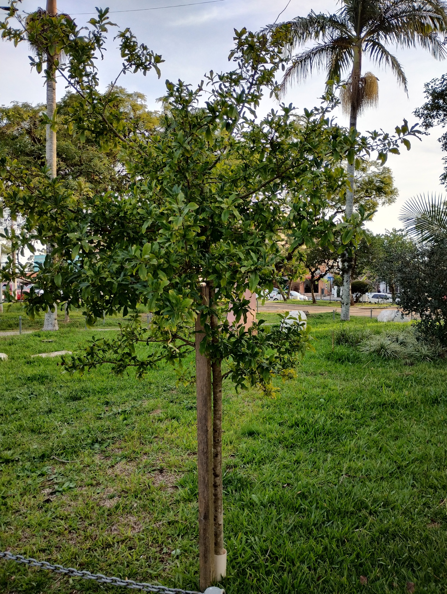 Imagem de Erva-mate