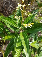 Miconia bicolor