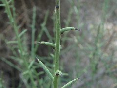 Genista fasselata