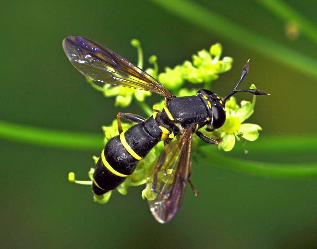 Aschizan Flies