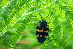 Therea nuptialis