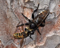 Laphria gibbosa