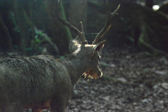 Rusa timorensis