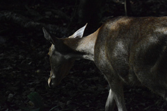 Rusa timorensis