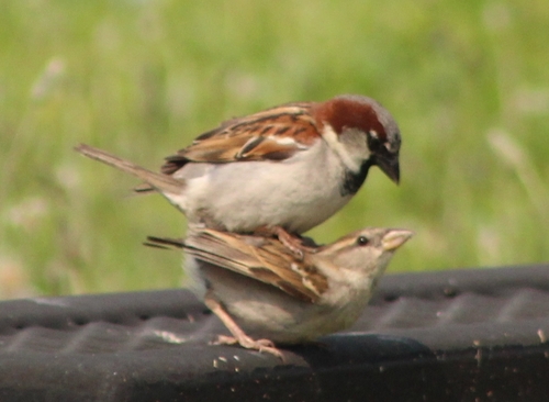 House Sparrow photographed in Maryland
