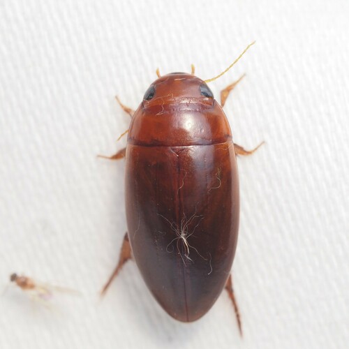 Matus relictus