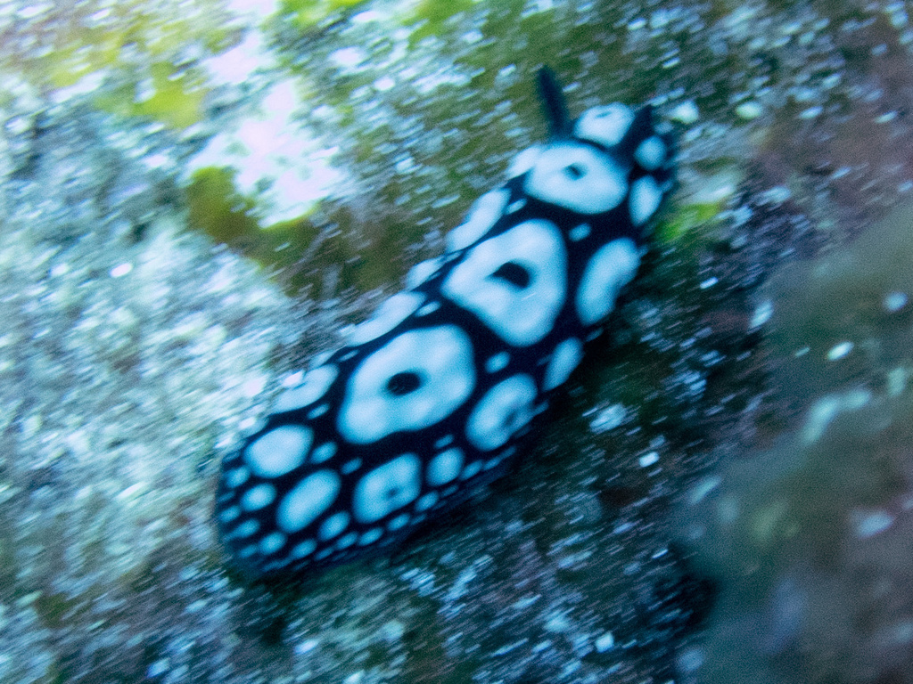 Phyllidiella annulata