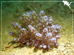Phyllodesmium koehleri