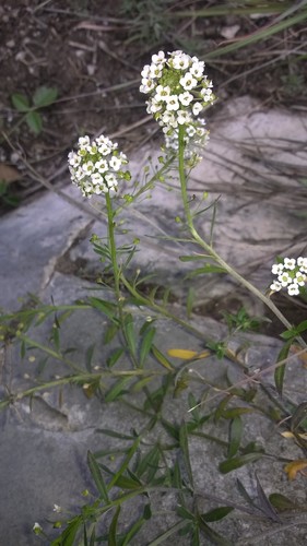 Sweet alyssum