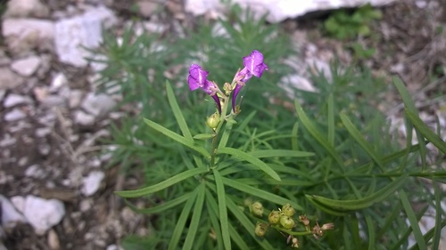 Linajola purpurea