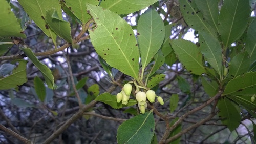 Strawberry tree