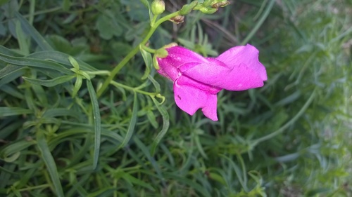 Greater snapdragon