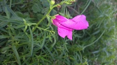 Antirrhinum tortuosum