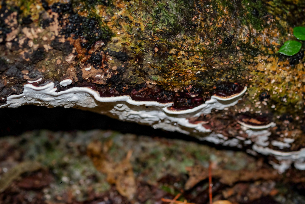 Earliella scabrosa · November 2018 · photo: © shawnodonnell (iNaturalist, cc0)