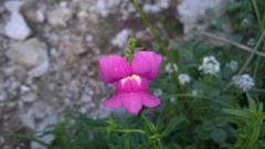 Antirrhinum tortuosum