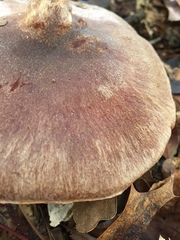 Cortinarius lilacinus